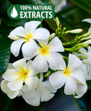 100% Natural Incense Sticks Handmade Hand Dipped The Best Scent (Nag Champa)